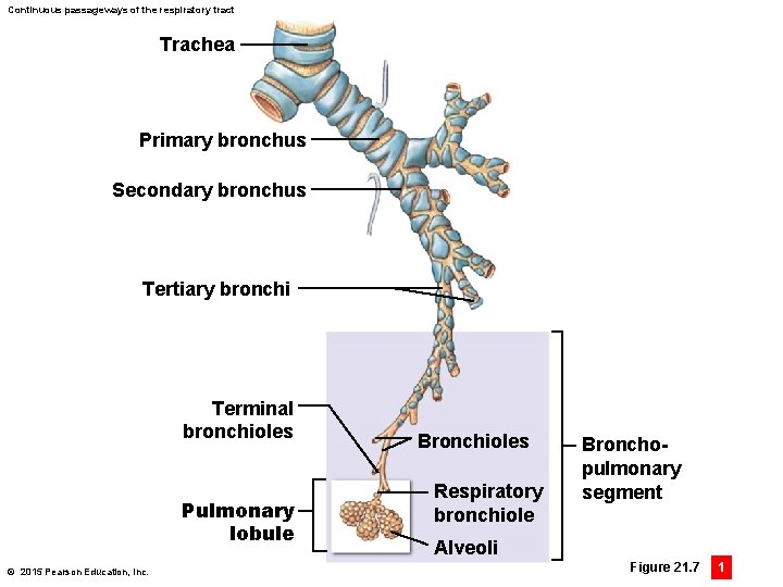 Continuous passageways of the respiratory tract Trachea Primary bronchus Secondary bronchus Tertiary bronchi Terminal