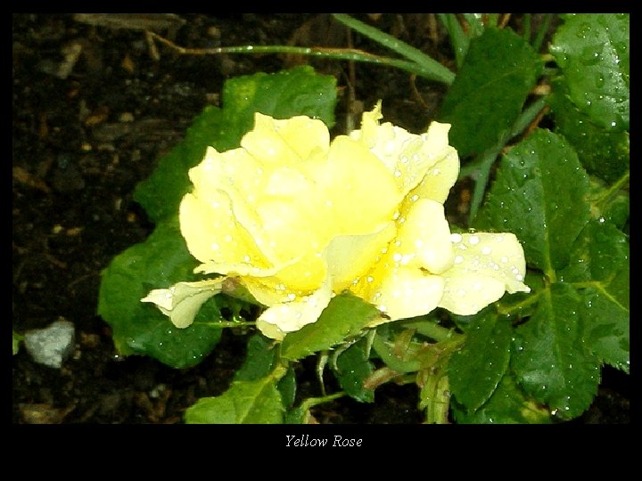 Yellow Rose 