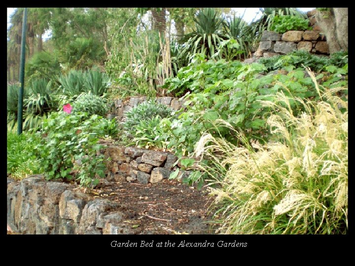 Garden Bed at the Alexandra Gardens 