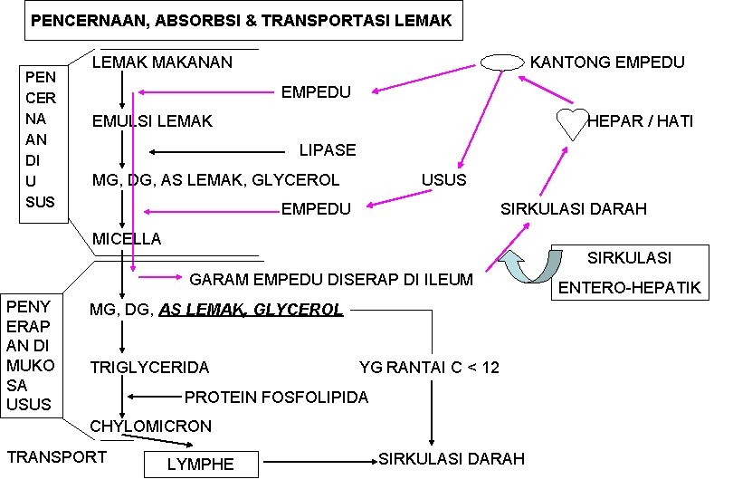 PENCERNAAN, ABSORBSI & TRANSPORTASI LEMAK PEN CER NA AN DI U SUS LEMAK MAKANAN