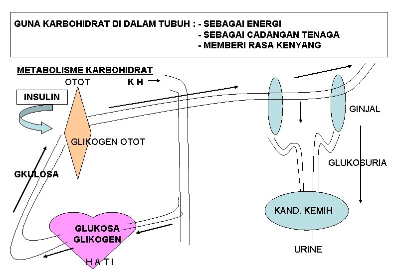 GUNA KARBOHIDRAT DI DALAM TUBUH : - SEBAGAI ENERGI - SEBAGAI CADANGAN TENAGA -