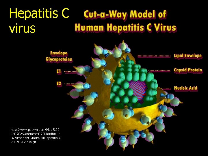 Hepatitis C virus http: //www. pcswn. com/Hep%20 C%20 Awareness%20 Month/cut %20 model%20 of%20 Hepatitis%