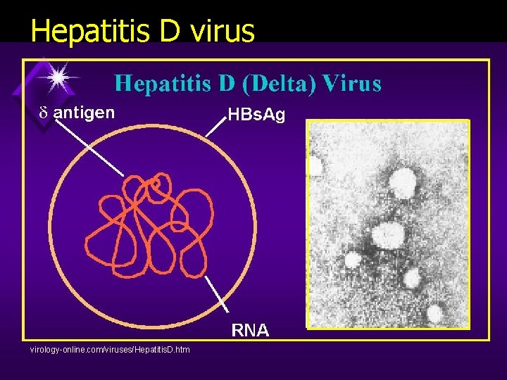 Hepatitis D virus virology-online. com/viruses/Hepatitis. D. htm 