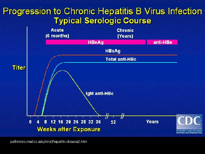 pathmicro. med. sc. edu/virol/hepatitis-disease 2. htm 