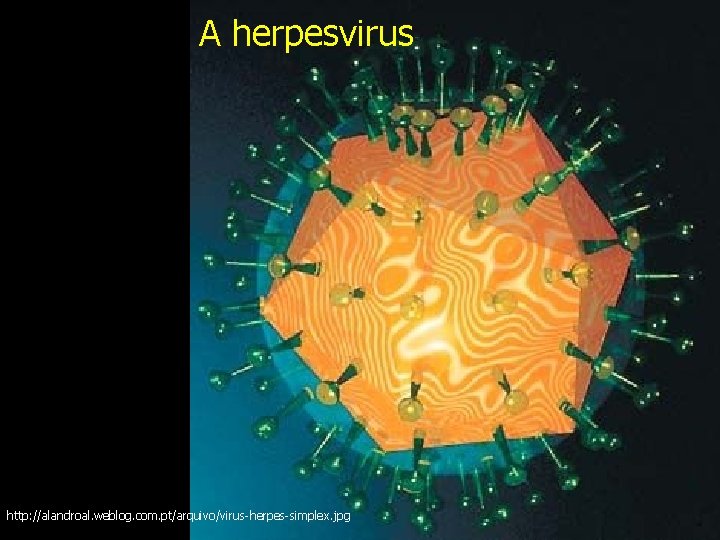 A herpesvirus http: //alandroal. weblog. com. pt/arquivo/virus-herpes-simplex. jpg 