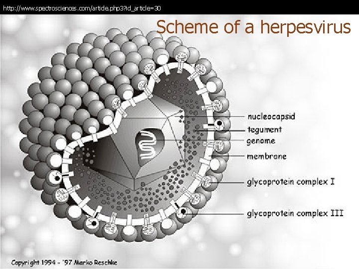 http: //www. spectrosciences. com/article. php 3? id_article=30 Scheme of a herpesvirus 