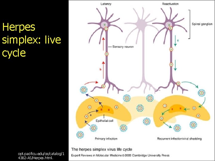 Herpes simplex: live cycle opt. pacificu. edu/ce/catalog/1 4382 -AS/Herpes. html. 