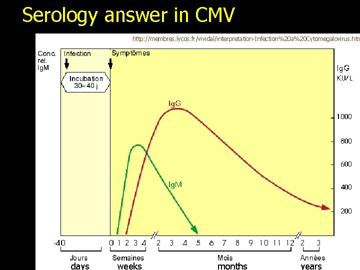 Serology answer in CMV http: //membres. lycos. fr/vividal/interpretation-Infection%20 a%20 Cytomegalovirus. htm days weeks months