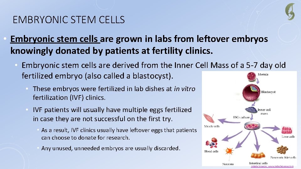 EMBRYONIC STEM CELLS • Embryonic stem cells are grown in labs from leftover embryos