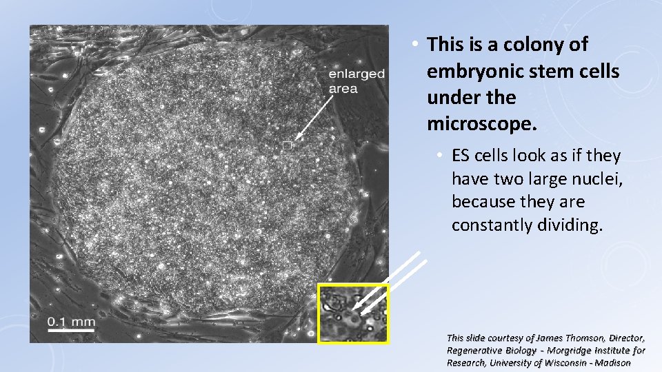  • This is a colony of embryonic stem cells under the microscope. •