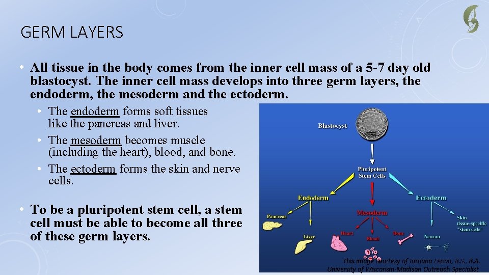 GERM LAYERS • All tissue in the body comes from the inner cell mass