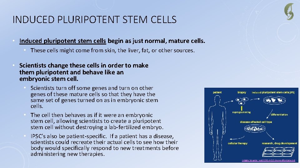 INDUCED PLURIPOTENT STEM CELLS • Induced pluripotent stem cells begin as just normal, mature