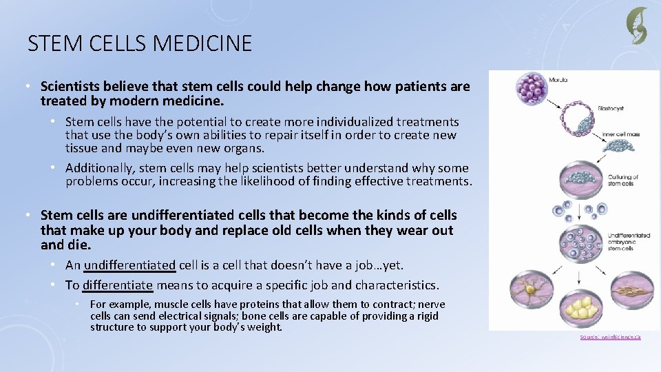 STEM CELLS MEDICINE • Scientists believe that stem cells could help change how patients