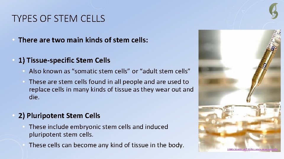 TYPES OF STEM CELLS • There are two main kinds of stem cells: •