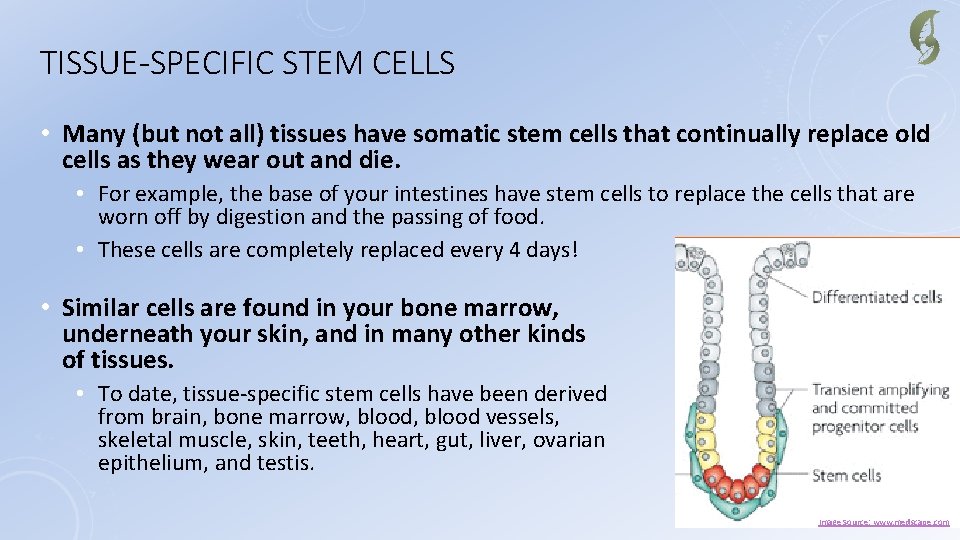 TISSUE-SPECIFIC STEM CELLS • Many (but not all) tissues have somatic stem cells that