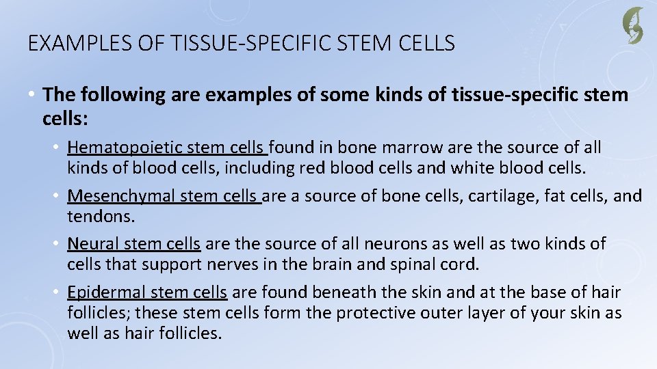EXAMPLES OF TISSUE-SPECIFIC STEM CELLS • The following are examples of some kinds of