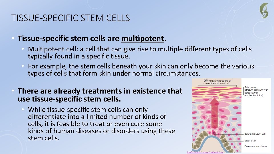 TISSUE-SPECIFIC STEM CELLS • Tissue-specific stem cells are multipotent. • Multipotent cell: a cell