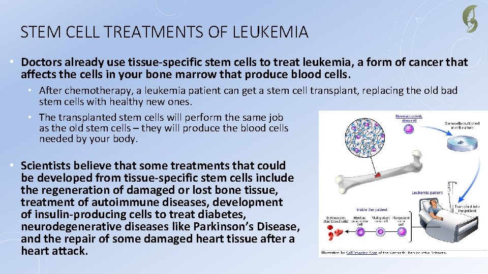 STEM CELL TREATMENTS OF LEUKEMIA • Doctors already use tissue-specific stem cells to treat