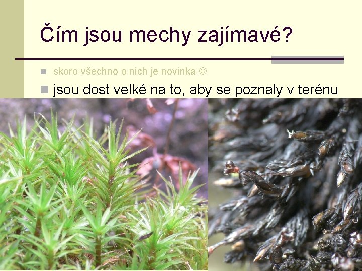 Čím jsou mechy zajímavé? n skoro všechno o nich je novinka n jsou dost