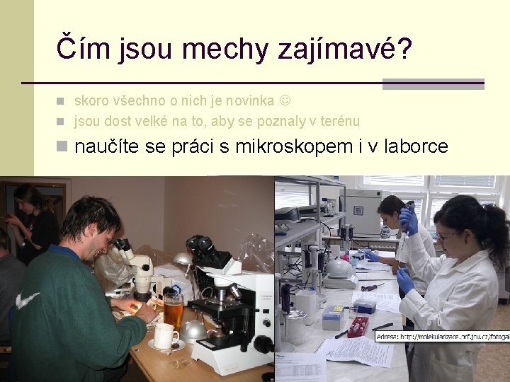 Čím jsou mechy zajímavé? n skoro všechno o nich je novinka n jsou dost