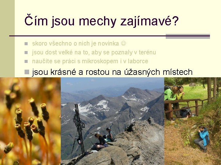 Čím jsou mechy zajímavé? n skoro všechno o nich je novinka n jsou dost