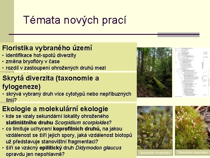 Témata nových prací Floristika vybraného území • identifikace hot-spotů diverzity • změna bryoflóry v