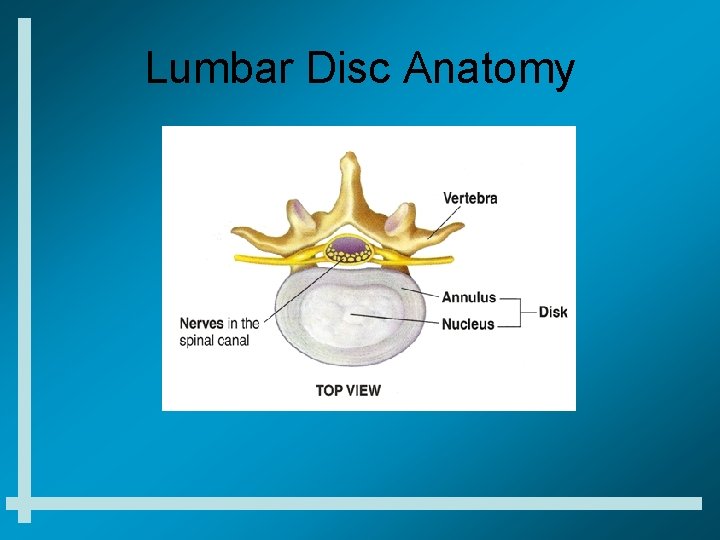 Lumbar Disc Anatomy 