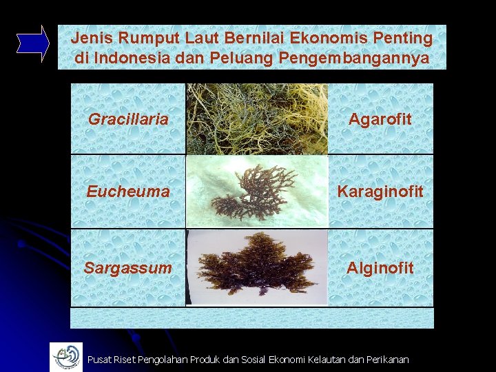 Jenis Rumput Laut Bernilai Ekonomis Penting di Indonesia dan Peluang Pengembangannya Gracillaria Agarofit Eucheuma