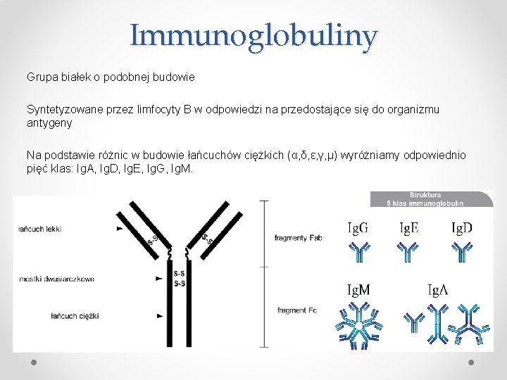 Immunoglobuliny Grupa białek o podobnej budowie Syntetyzowane przez limfocyty B w odpowiedzi na przedostające