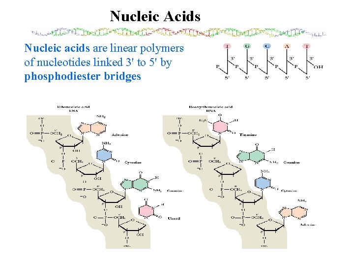 Nucleic Acids Nucleic acids are linear polymers of nucleotides linked 3' to 5' by