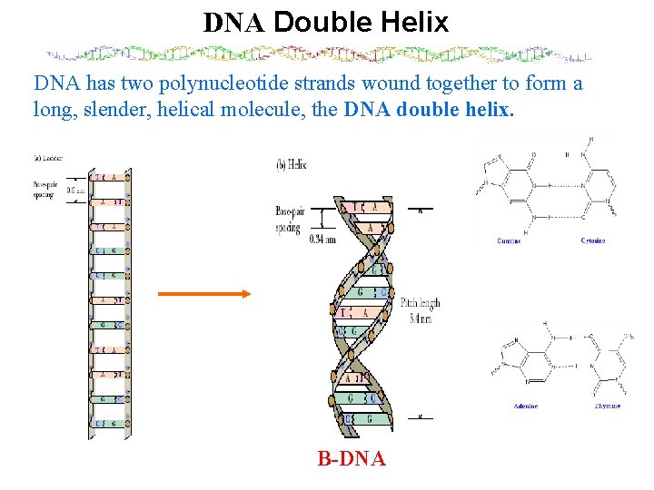 DNA Double Helix DNA has two polynucleotide strands wound together to form a long,