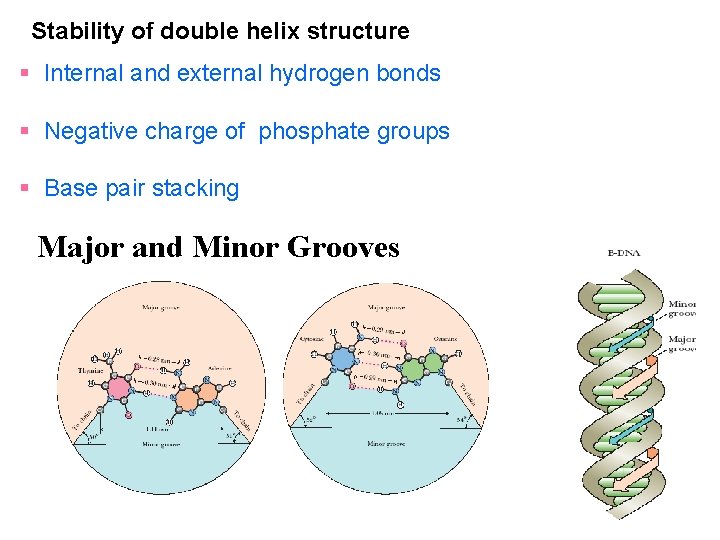 Stability of double helix structure § Internal and external hydrogen bonds § Negative charge