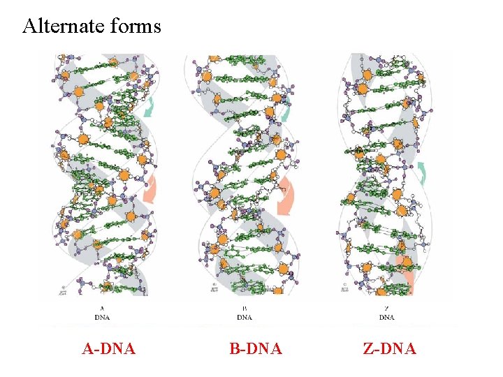 Alternate forms A-DNA B-DNA Z-DNA 