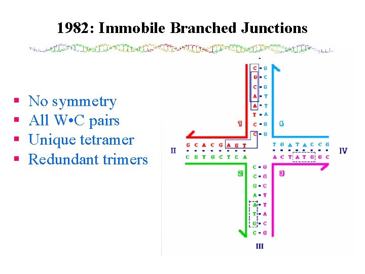 1982: Immobile Branched Junctions § § No symmetry All W • C pairs Unique