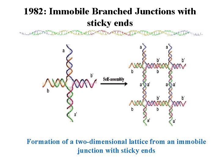 1982: Immobile Branched Junctions with sticky ends Formation of a two-dimensional lattice from an