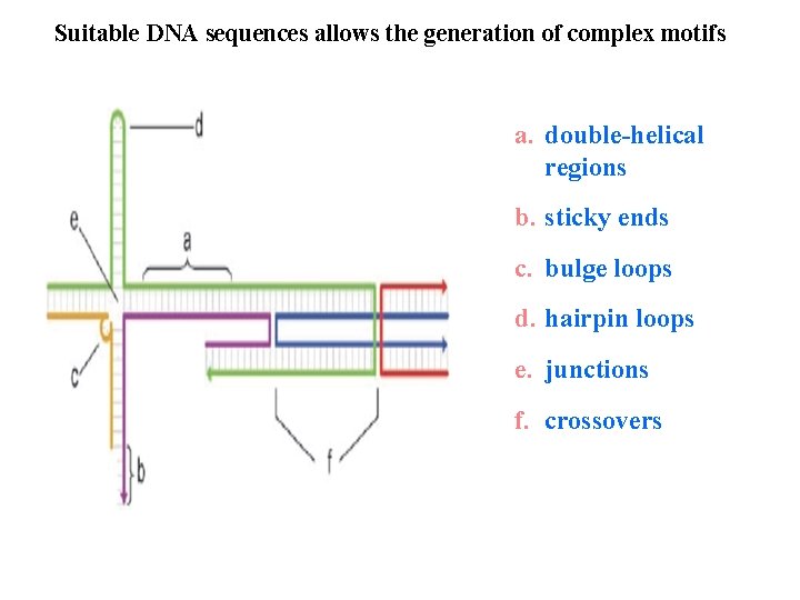 Suitable DNA sequences allows the generation of complex motifs a. double-helical regions b. sticky