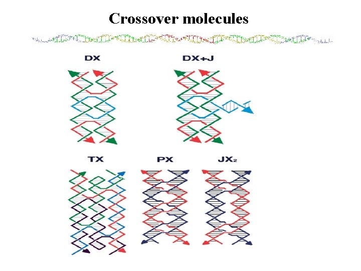 Crossover molecules 