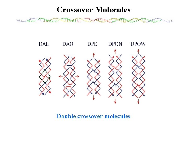 Crossover Molecules Double crossover molecules 