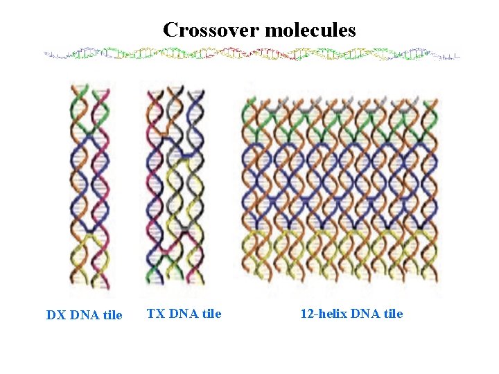 Crossover molecules DX DNA tile TX DNA tile 12 -helix DNA tile 