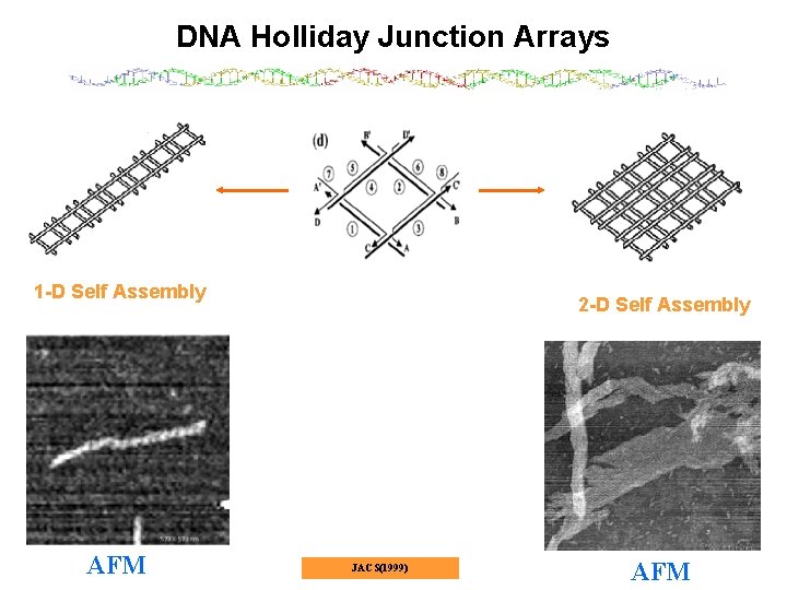 DNA Holliday Junction Arrays 1 -D Self Assembly AFM 2 -D Self Assembly JACS(1999)