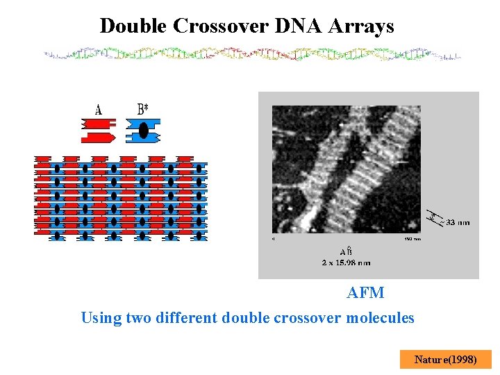 Double Crossover DNA Arrays AFM Using two different double crossover molecules Nature(1998) 