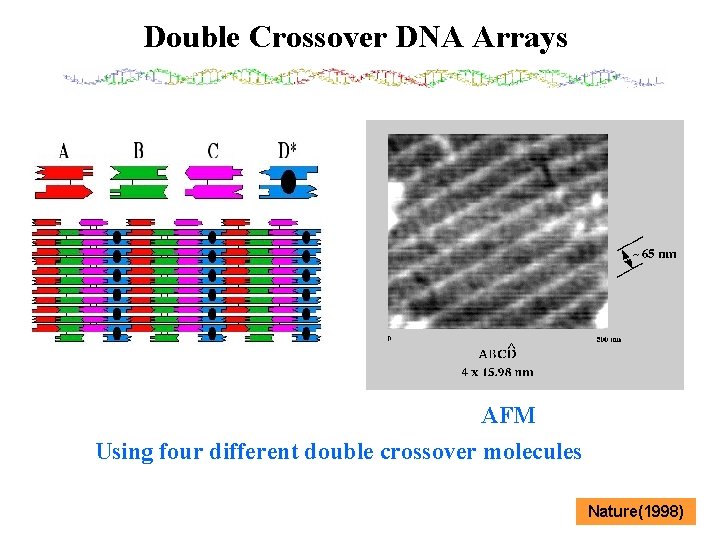 Double Crossover DNA Arrays AFM Using four different double crossover molecules Nature(1998) 