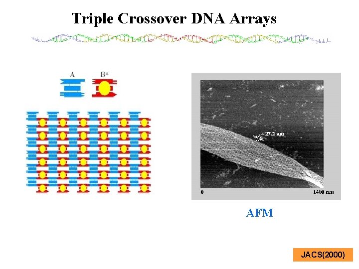 Triple Crossover DNA Arrays AFM JACS(2000) 