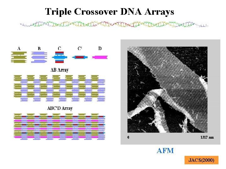 Triple Crossover DNA Arrays AFM JACS(2000) 