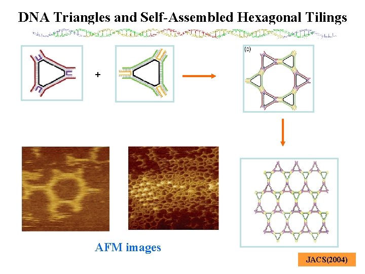 DNA Triangles and Self-Assembled Hexagonal Tilings + AFM images JACS(2004) 