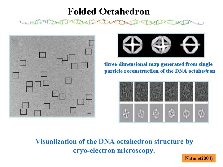 Folded Octahedron three-dimensional map generated from single particle reconstruction of the DNA octahedron Visualization