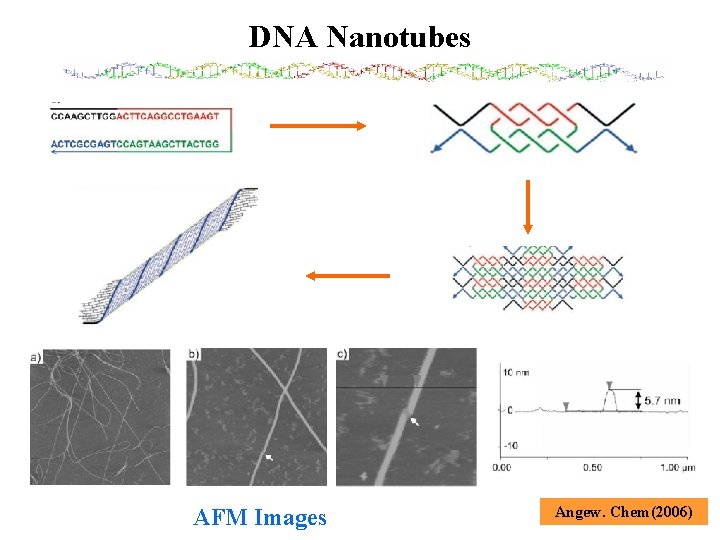 DNA Nanotubes AFM Images Angew. Chem(2006) 