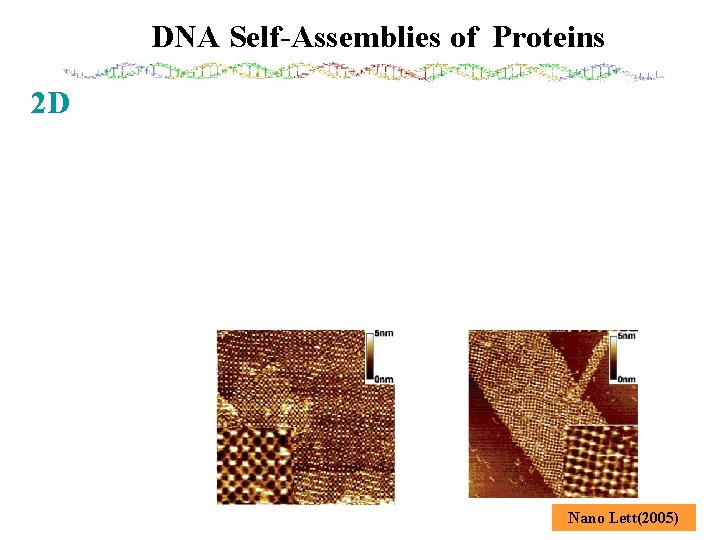 DNA Self-Assemblies of Proteins 2 D Nano Lett(2005) 