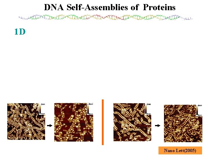 DNA Self-Assemblies of Proteins 1 D Nano Lett(2005) 