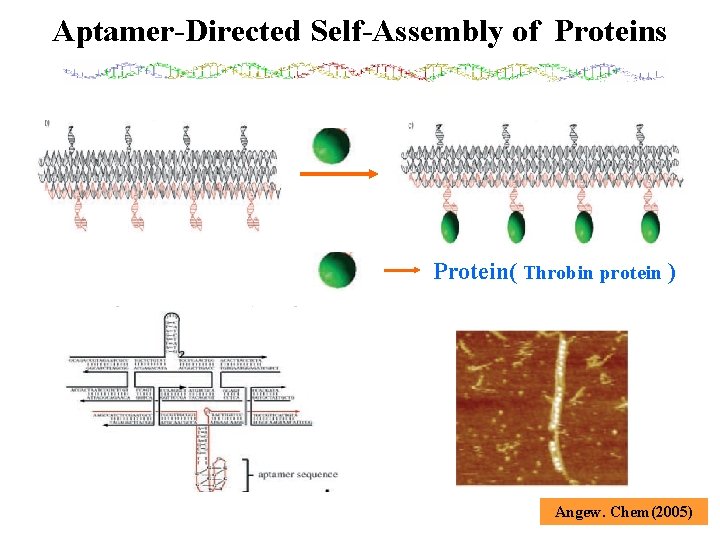 Aptamer-Directed Self-Assembly of Proteins Protein( Throbin protein ) Angew. Chem(2005) 